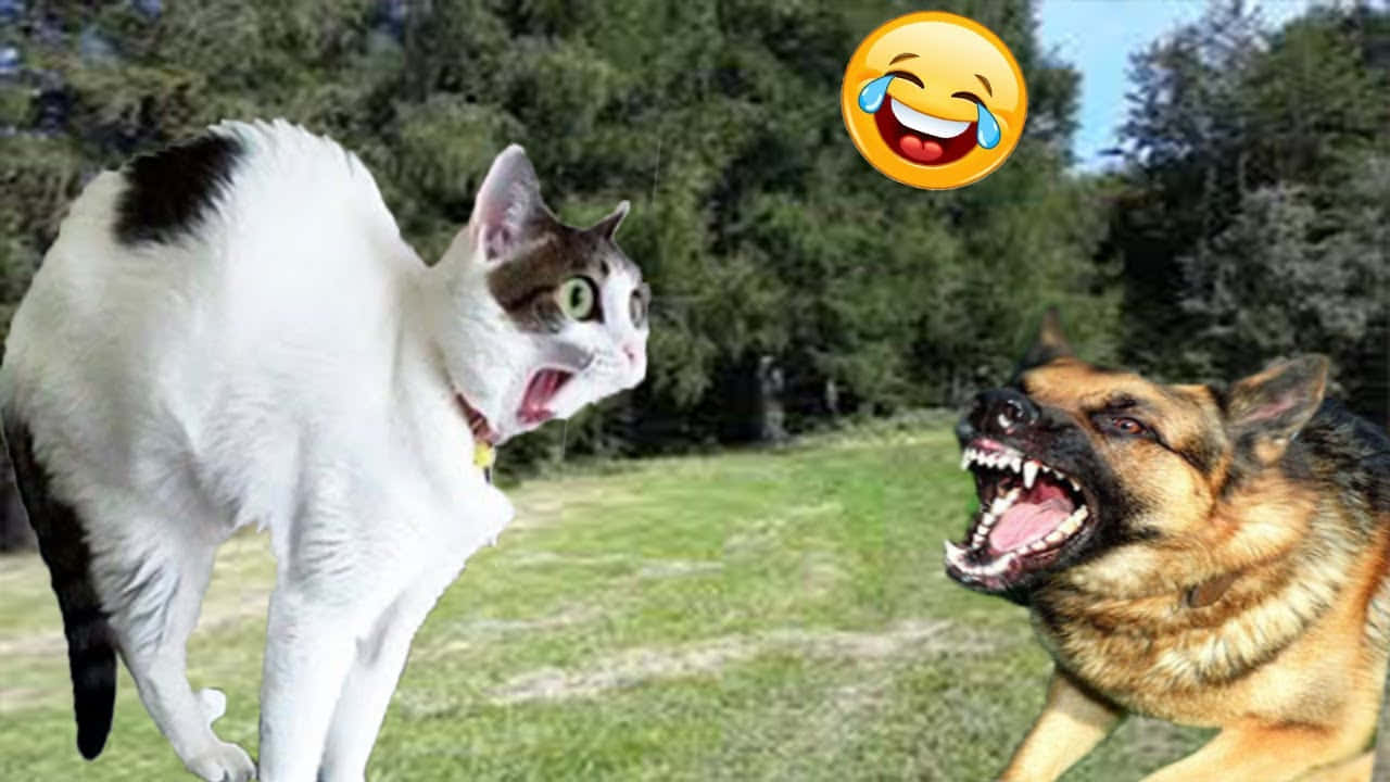 Two Dogs And A Cat Are Fighting In The Grass