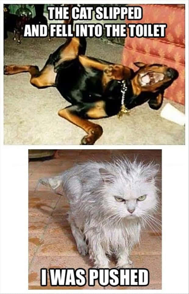 "The Best of Friends: A Cat and a Dog"