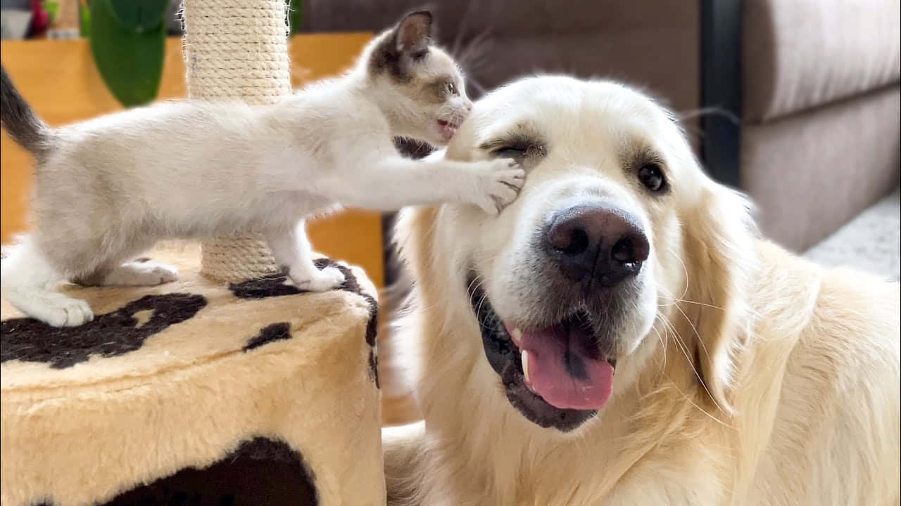 A Dog And A Kitten Playing With Each Other