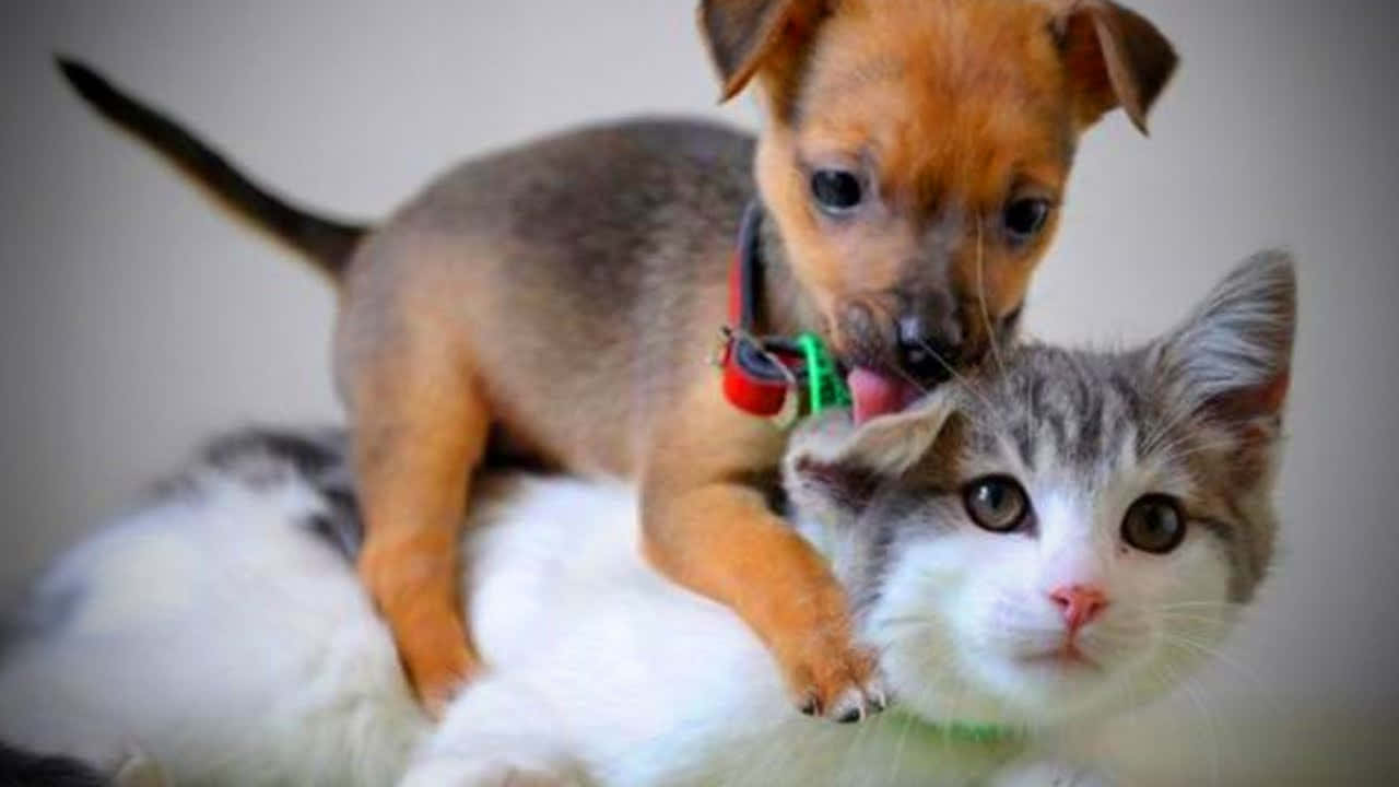 A Small Dog And A Cat Playing Together