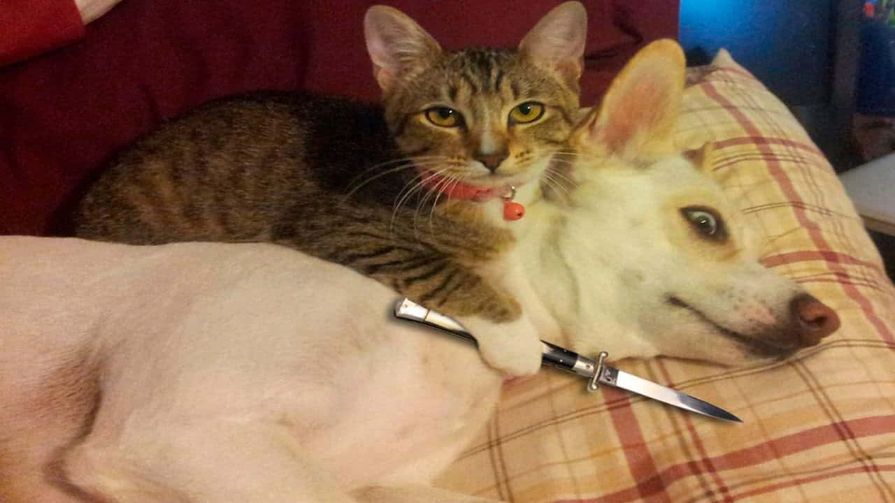funny photos of cats and dogs