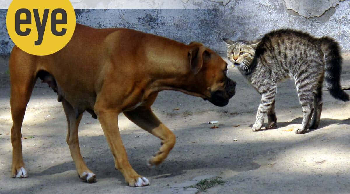 A Dog And Cat Are Fighting On The Street