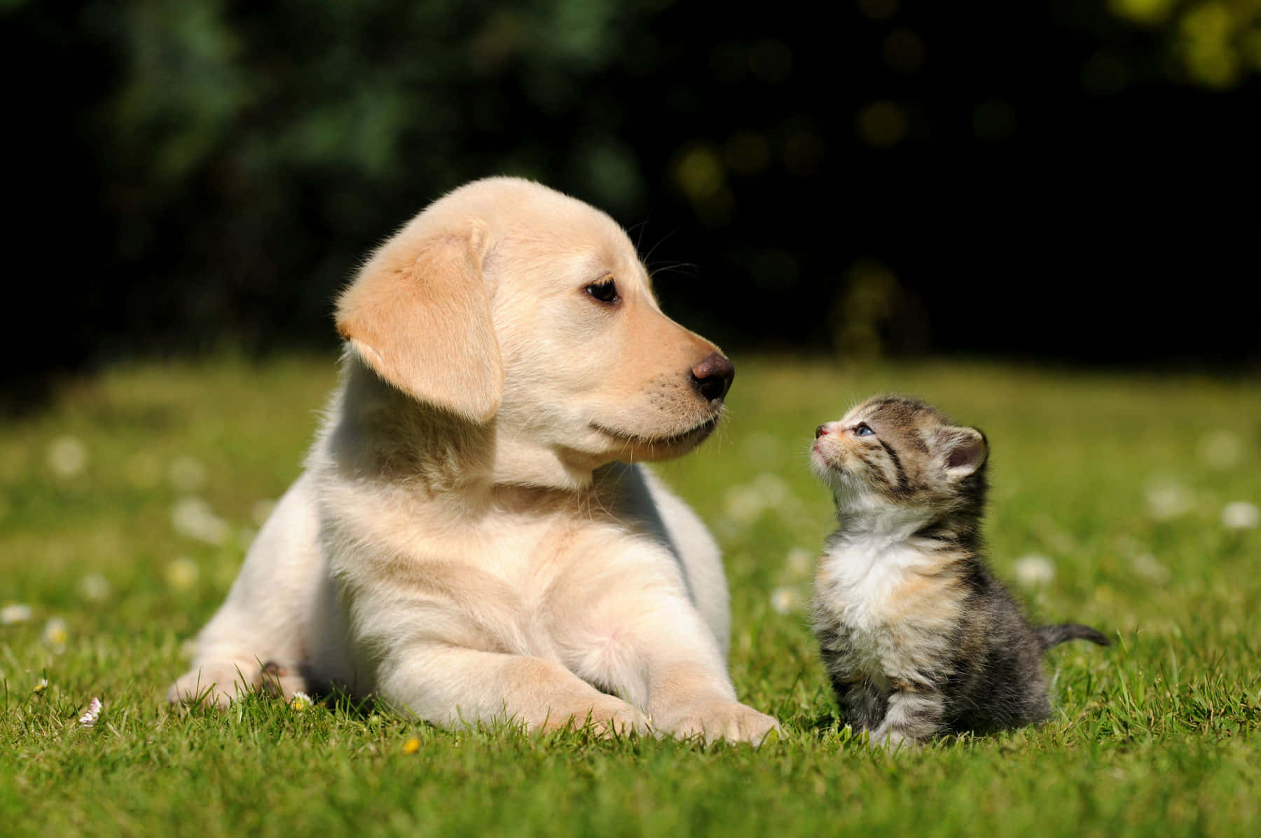 cute dog and cat pictures together