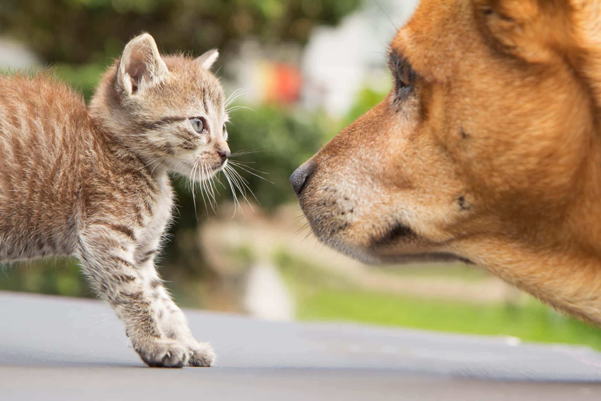 A Dog And A Kitten Are Looking At Each Other