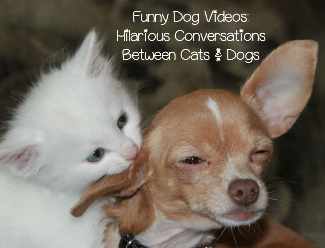 hilarious cats and dogs