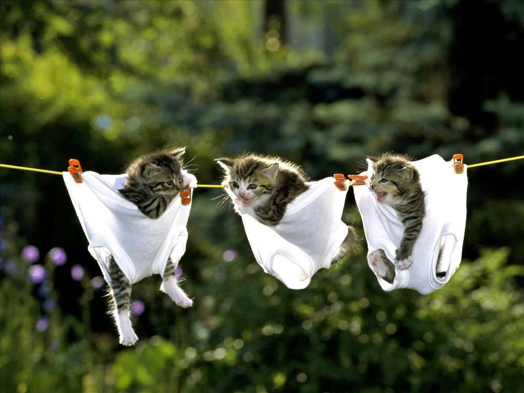 Funny Cat Animals Hung With The Undergarments Background