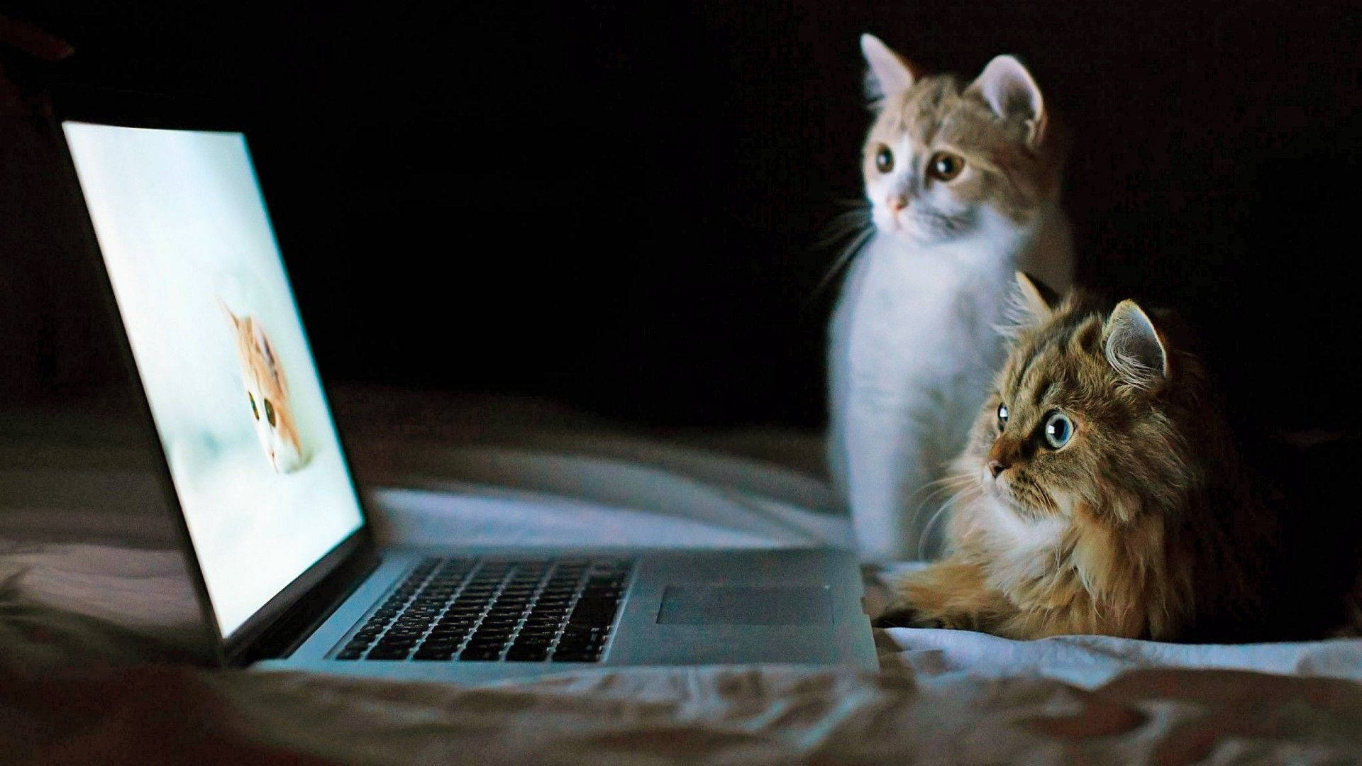 Funny Cat Animals In Front Of A Laptop Background