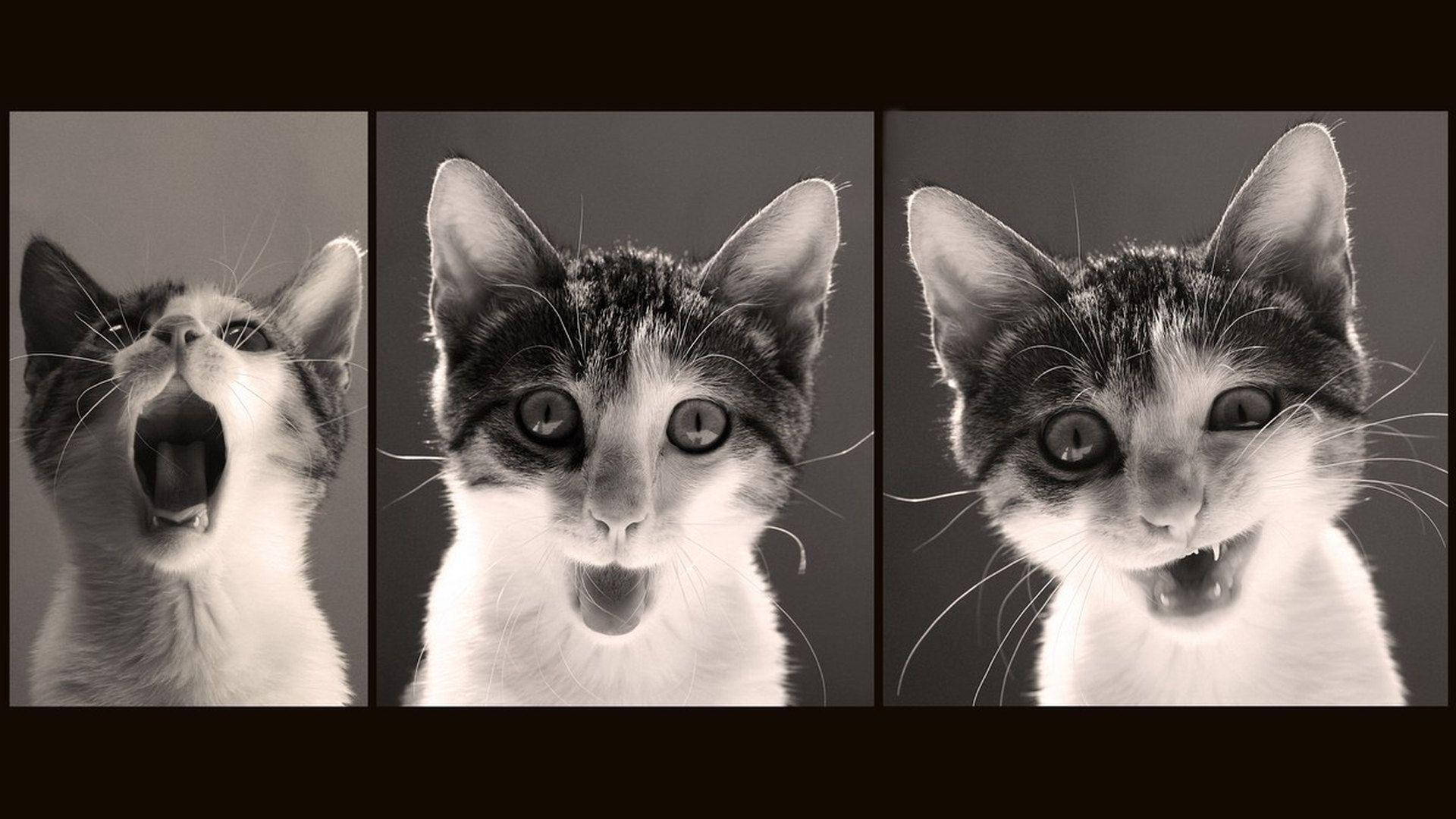 Funny Cat Black And White Portrait Wallpaper