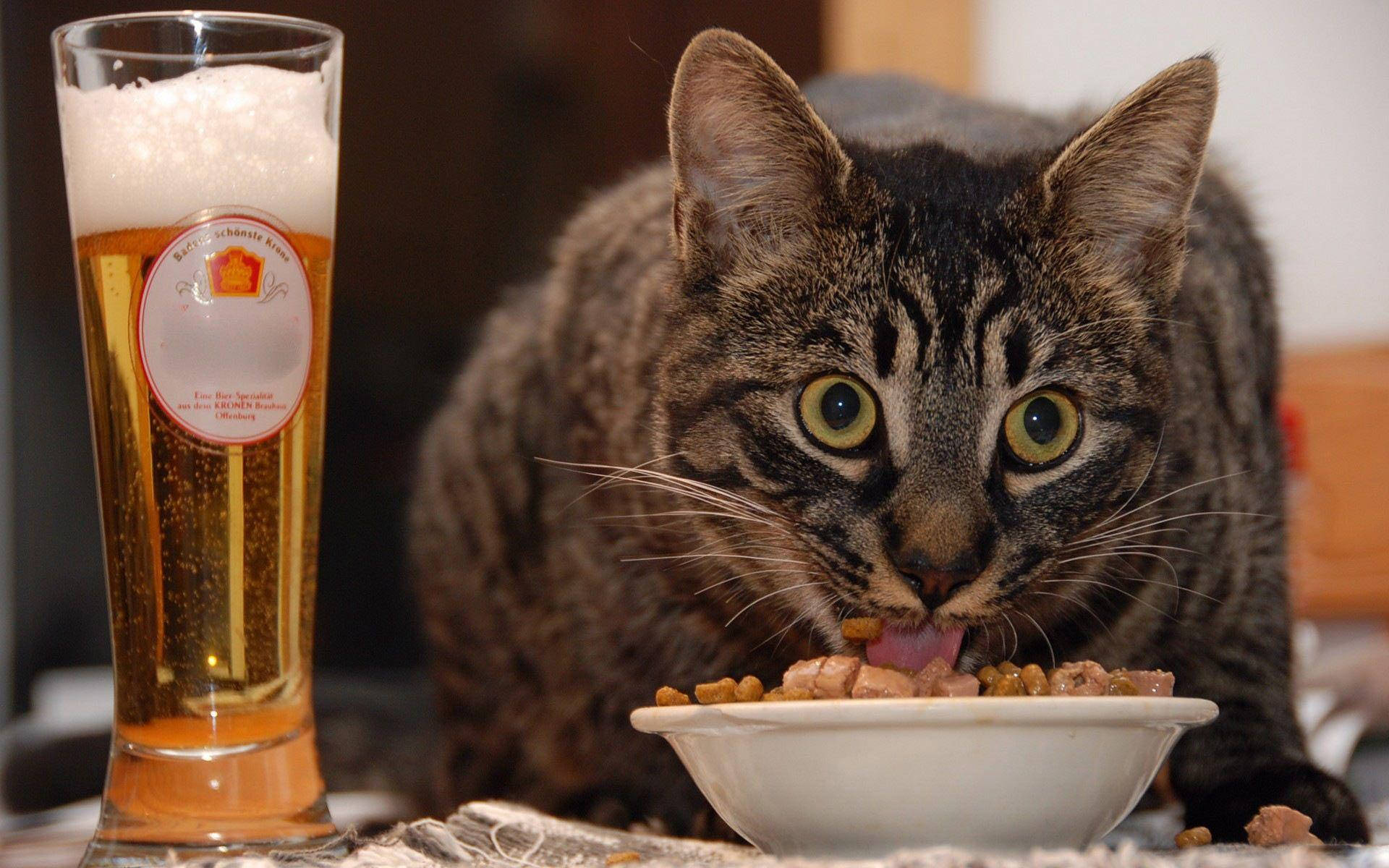 Funny Cat Eating And Drinking