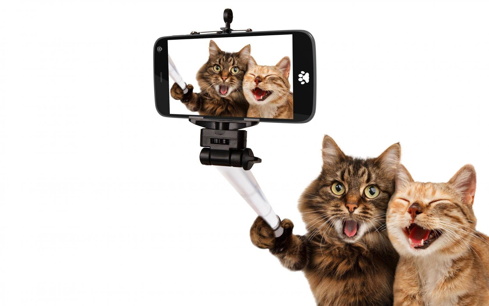 Funny Cat Friends Selfie