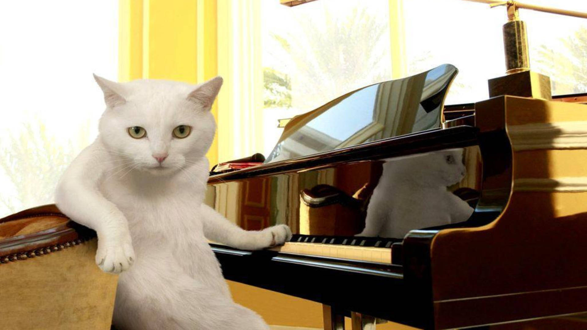 Funny Cat In Front Of Piano Wallpaper