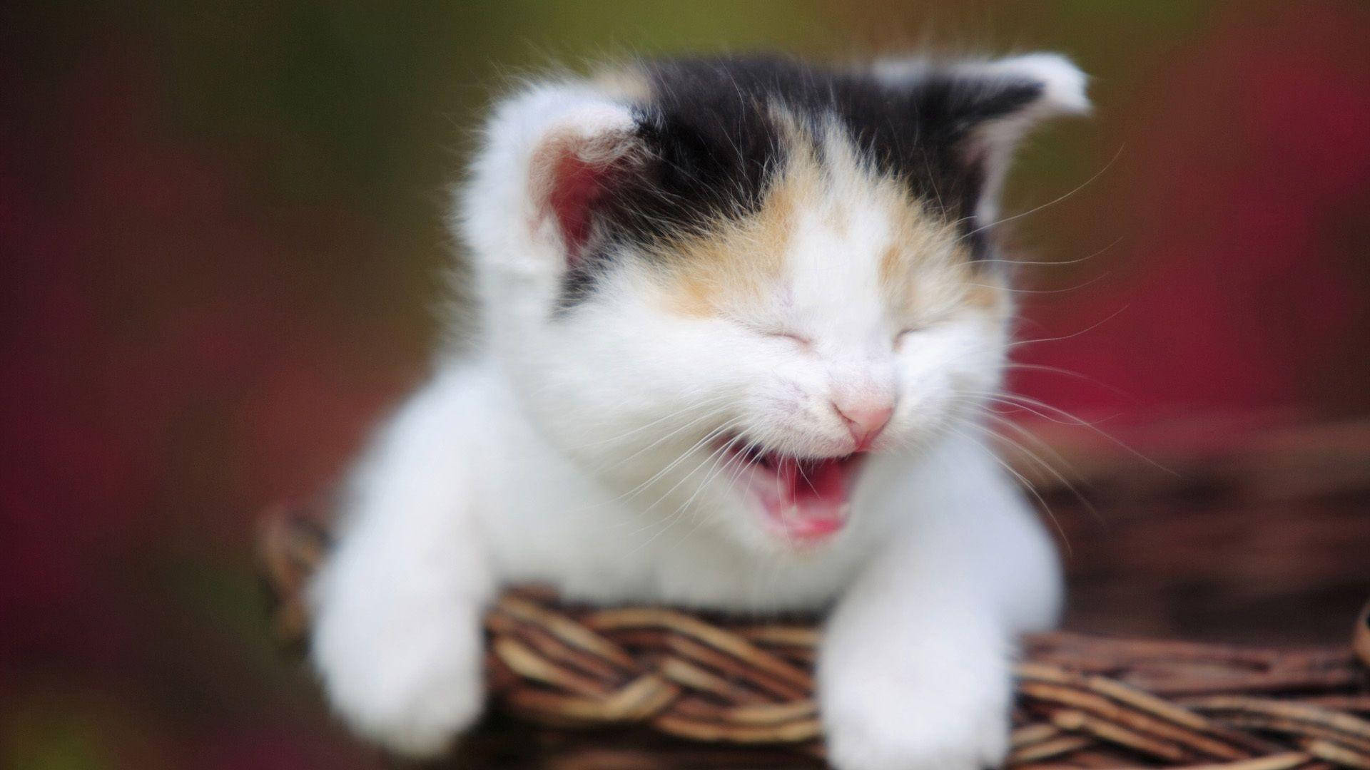 Funny Cat Laughing Out Loud Background