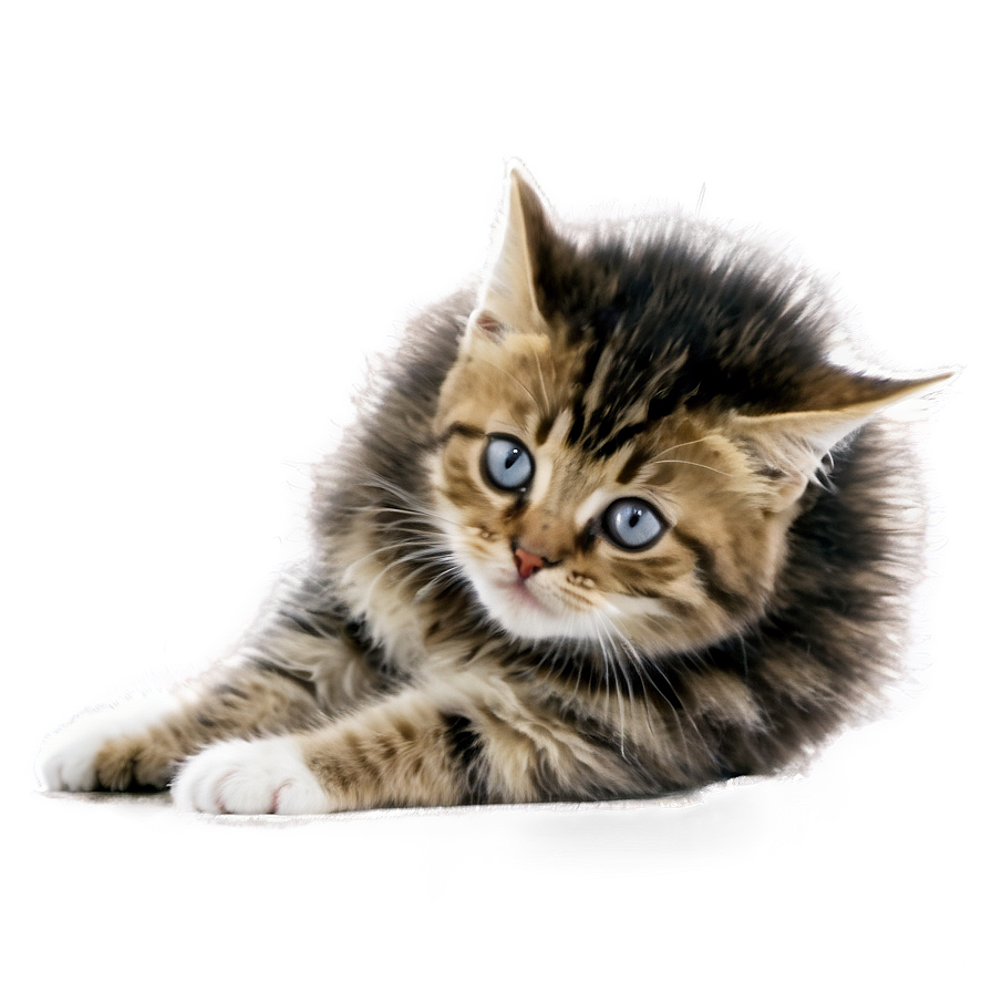 Funny Cat Meme Png Xrh58 PNG