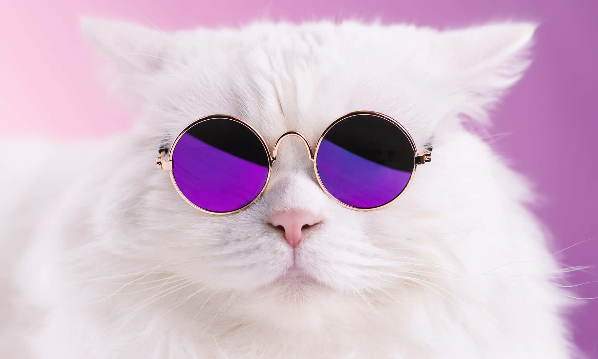 Roligakattmemes - Bild På Vit Katt Med Lila Solglasögon