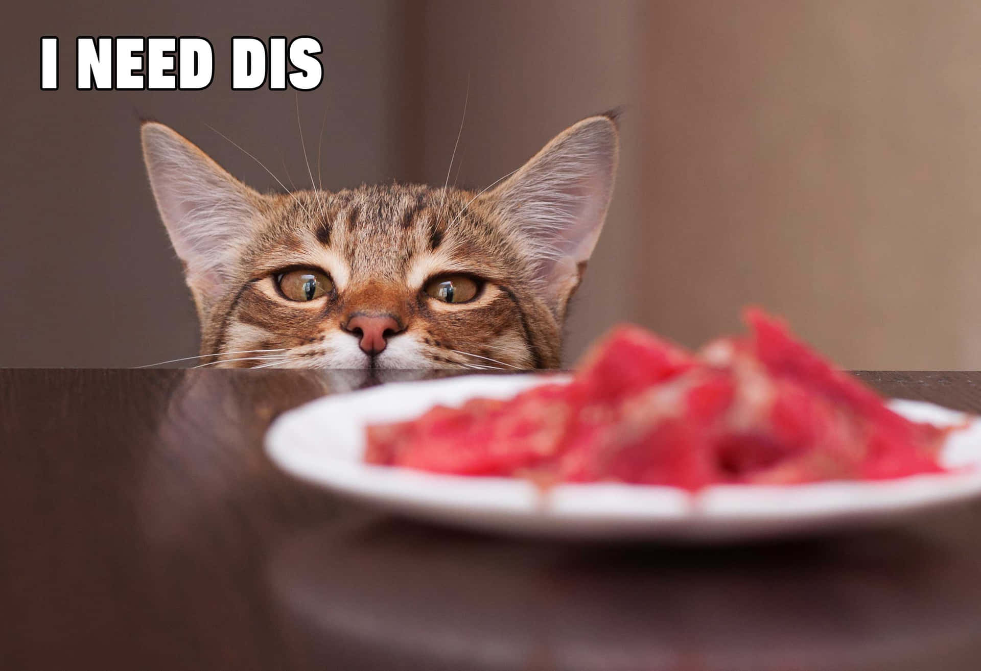 Funny Cat Memes Cat Looking At Food Picture