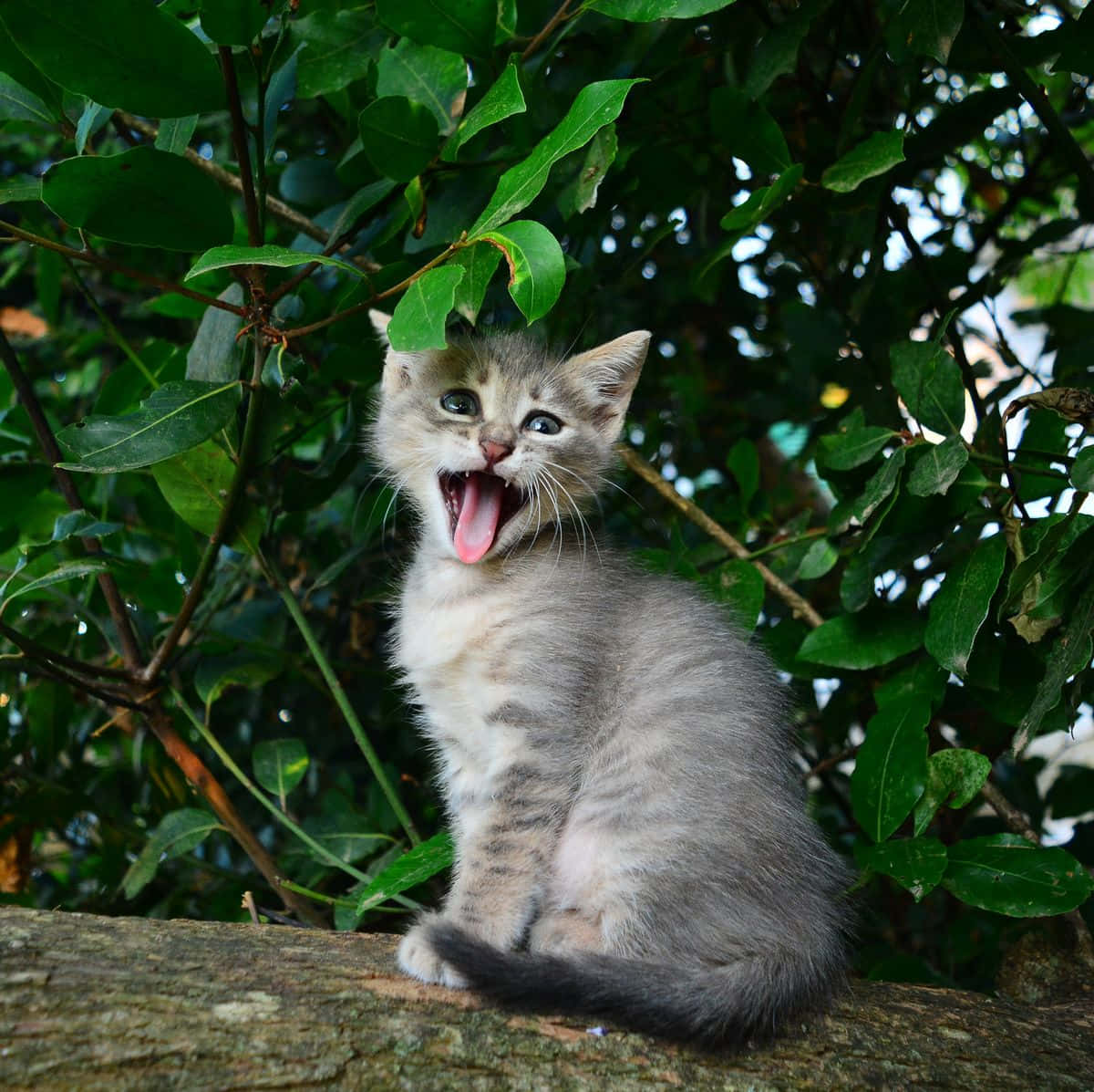 Memesgraciosos De Gatos: Imagen De Un Gato En Una Rama Sacando La Lengua.