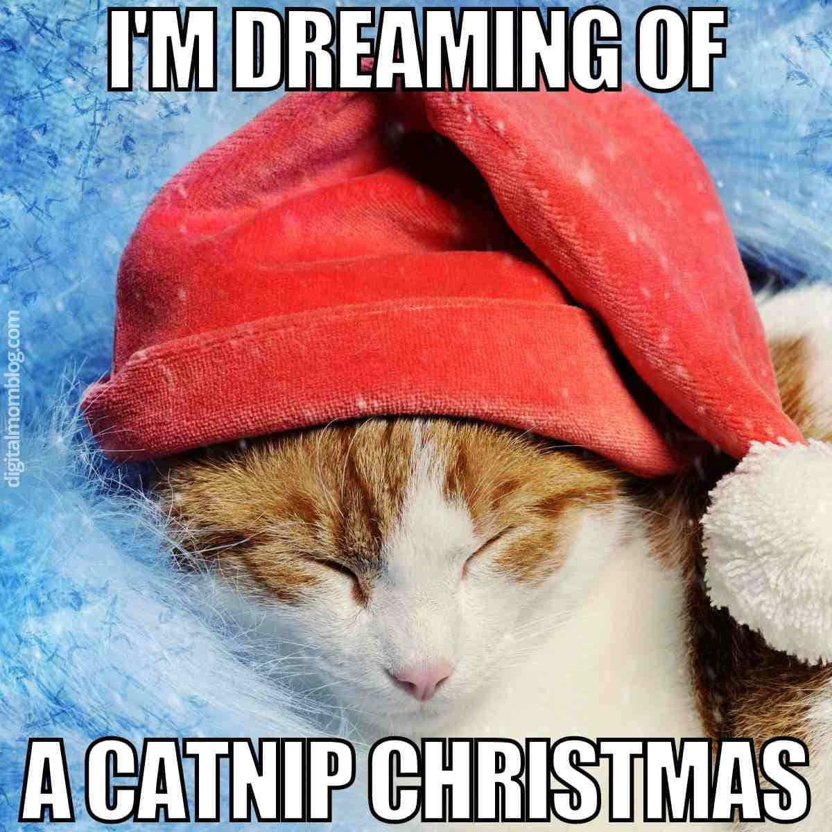 Funny Cat Memes Sleeping Cat Santa Hat Picture