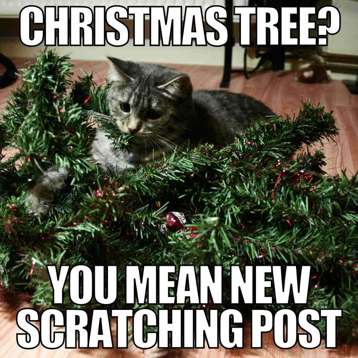 Sjov kat memes kat og juletræ billede