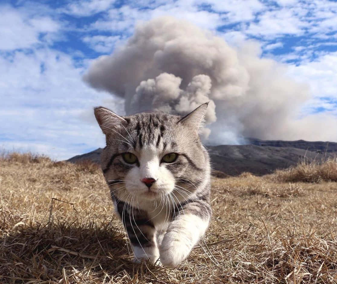 Lustigekatzmemes, Bild Einer Katze, Die Vor Einer Explosion Davonläuft.