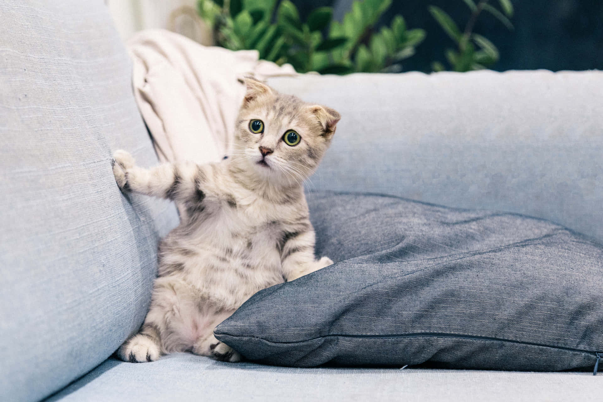 Lustigekatzenmemes Verwirrte Katze Auf Dem Sofa Bild