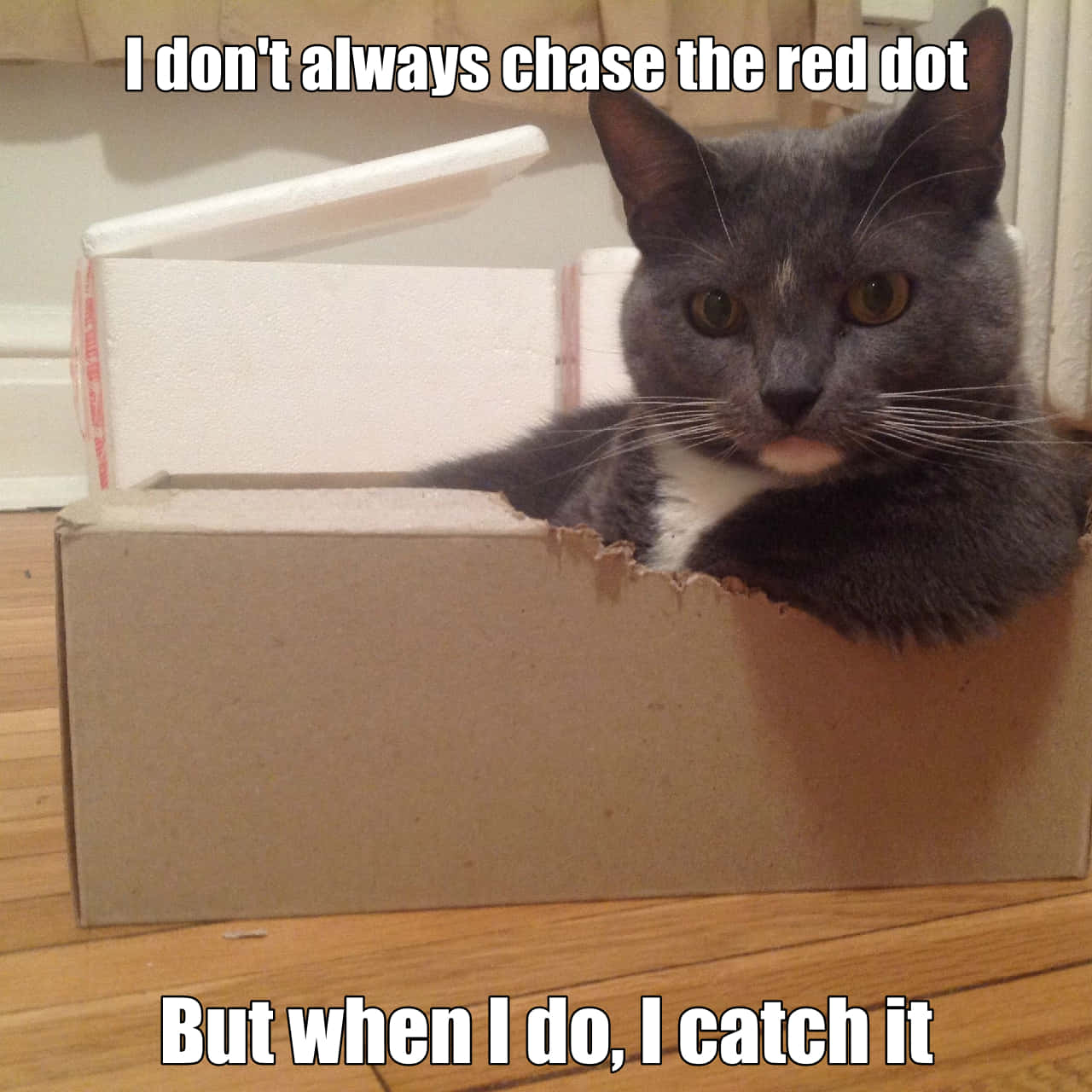 Funny Cat Memes In Box Red Dot Picture