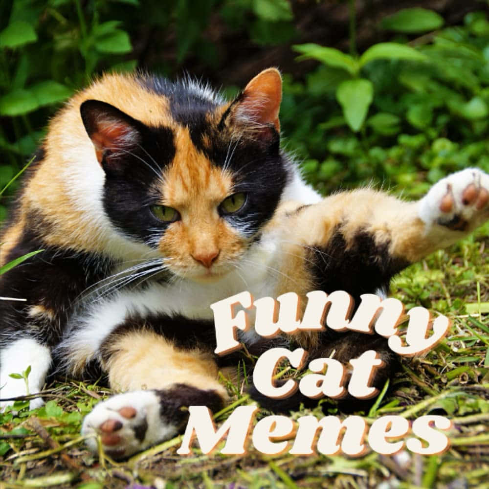 Memesdivertidos De Gatos - Imagen De Un Gato Tricolor En El Césped.