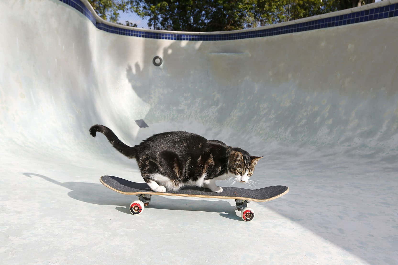 Lustigekatzen-memes Bild Mit Skateboardfahrender Katze.