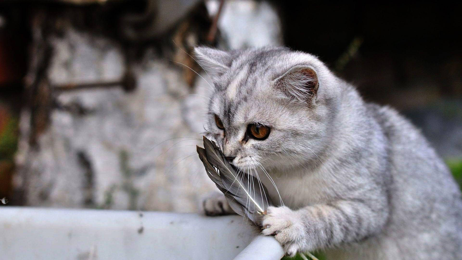Funny Cat Sniffing Feather