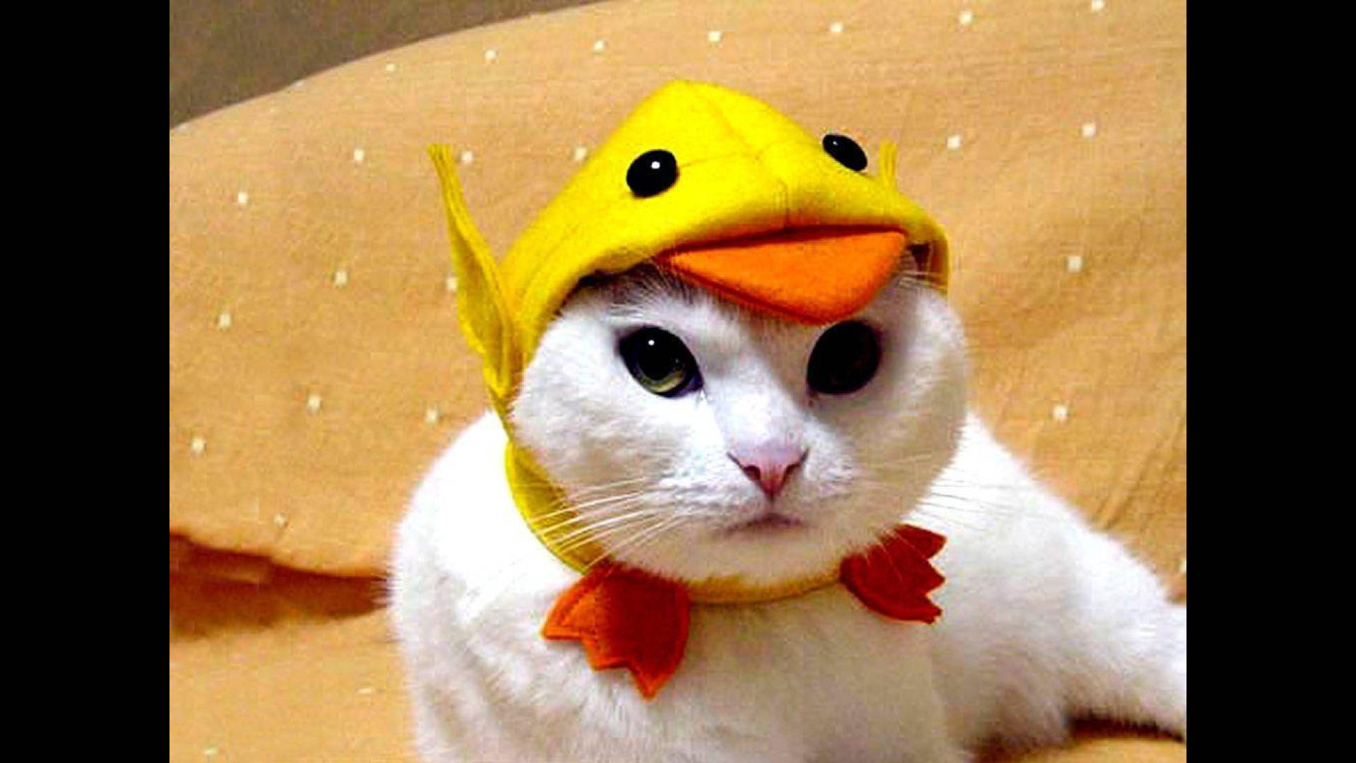 Funny Cat Wearing Chick Hat