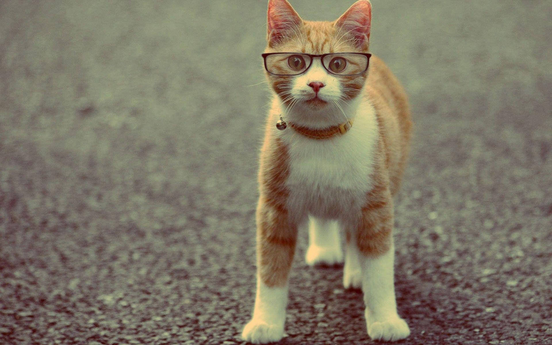 Funny Cat Wearing Glasses Background