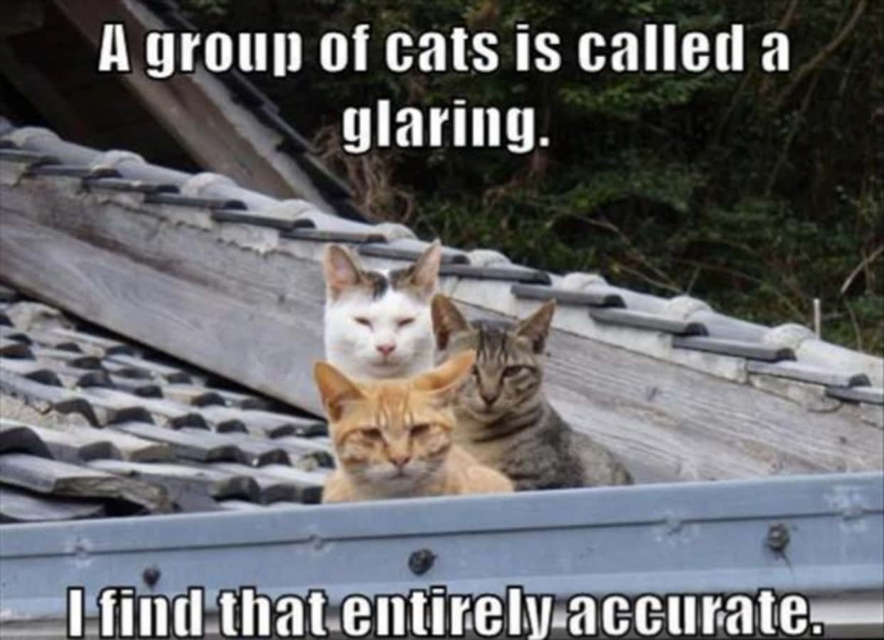 Funny Group Of Cats Picture