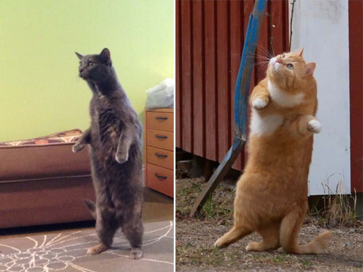 Funny Cute Standing Cats Picture