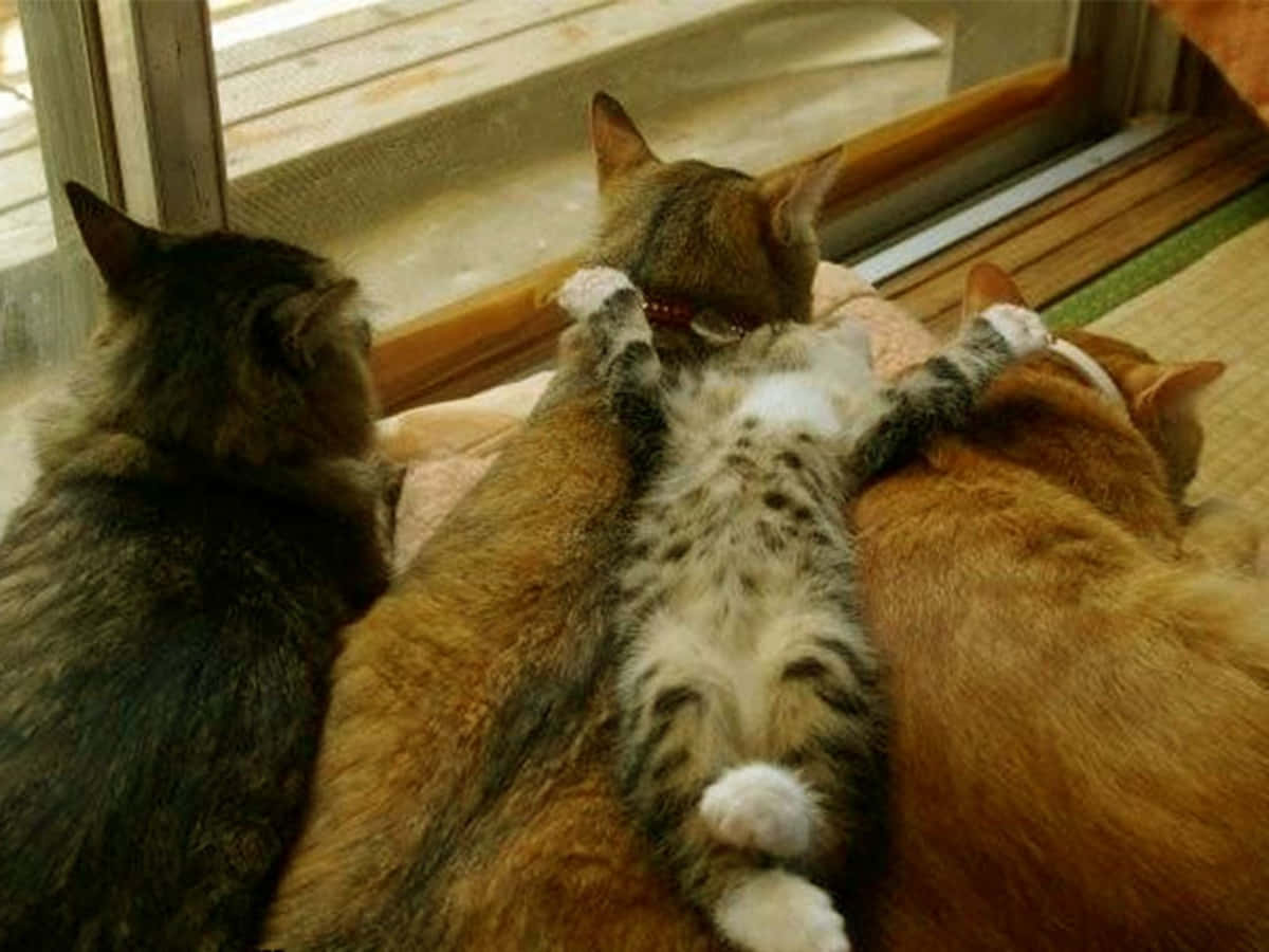 Funny Cute Cats Snuggling Picture