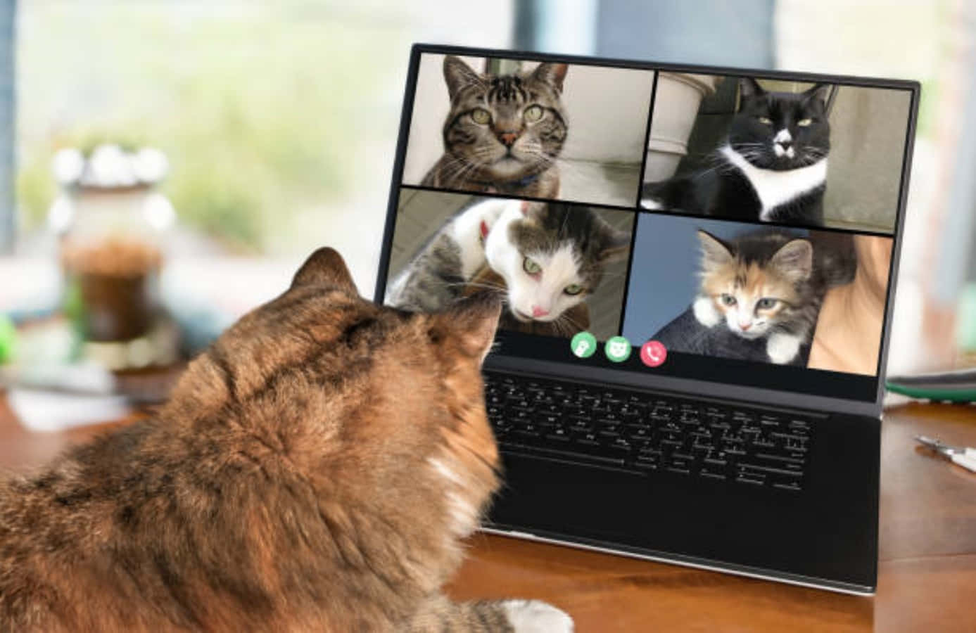 Funny Cats Zoom Meeting Picture