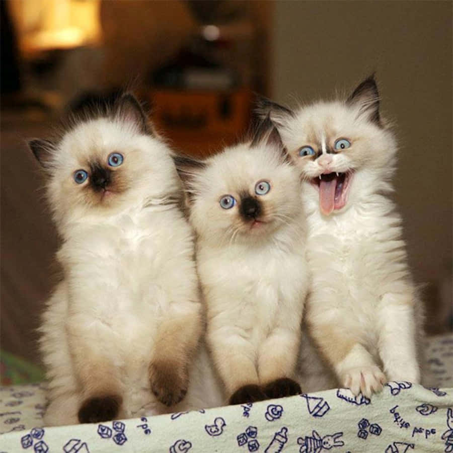 Cute Funny White Cats Picture