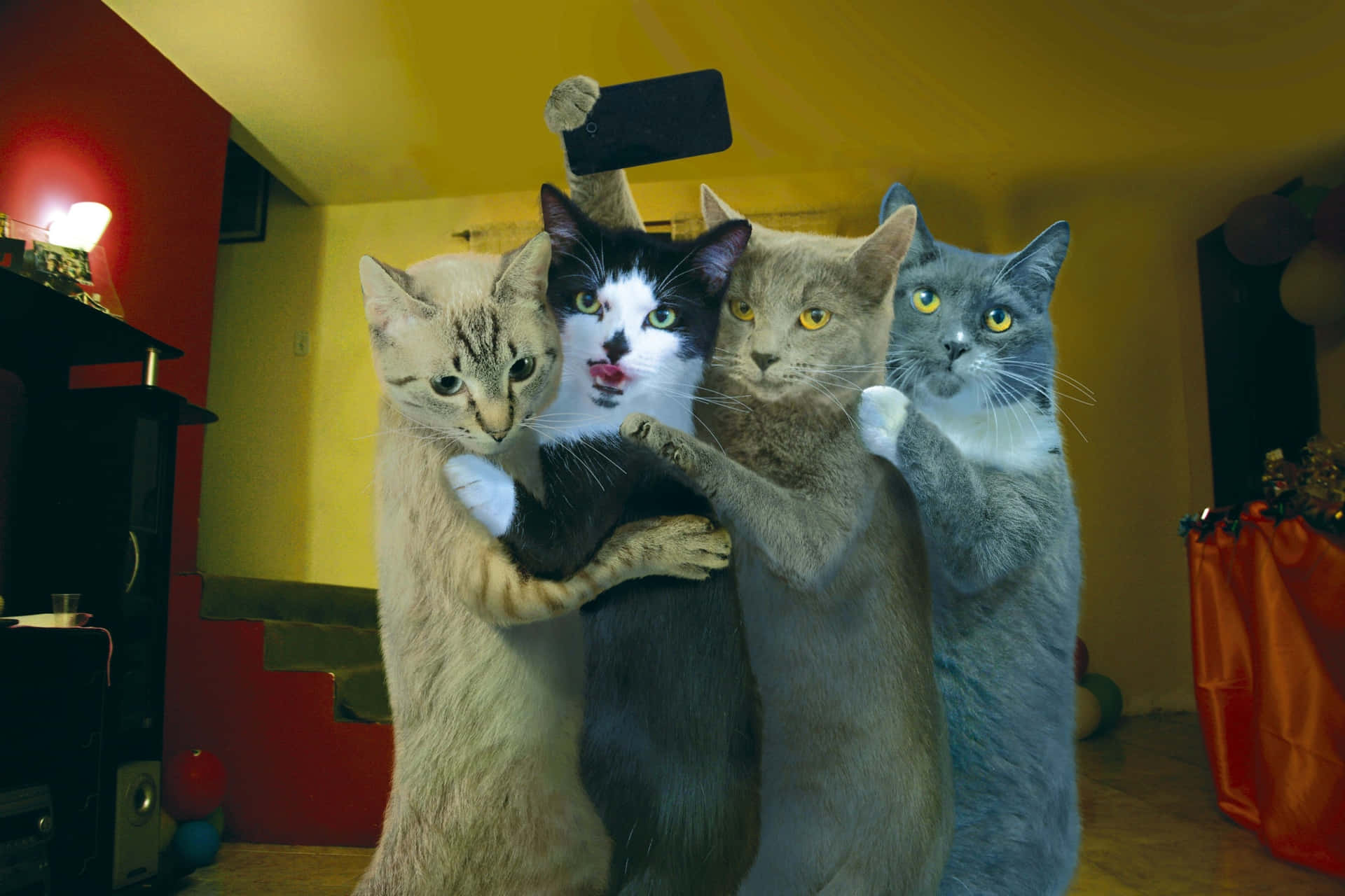 Funny Cats Friends Selfie Picture