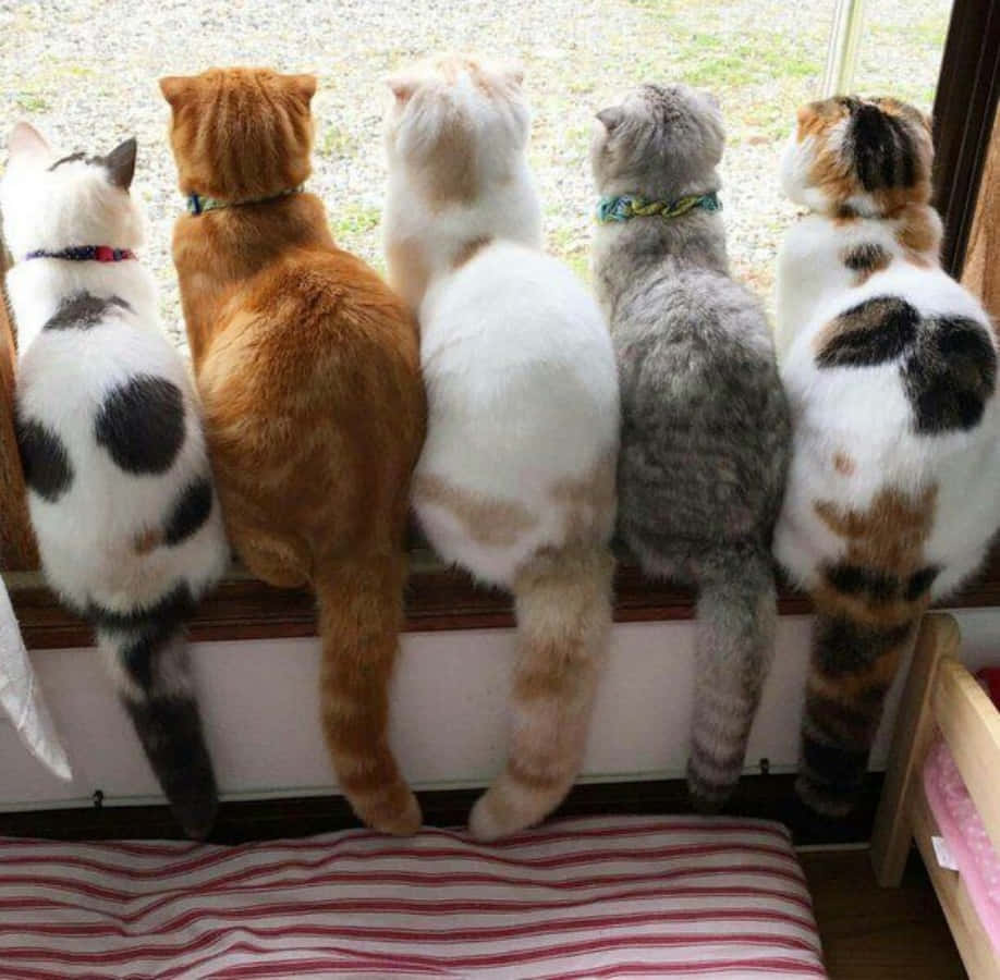 Funny Cute Cats Tails Picture