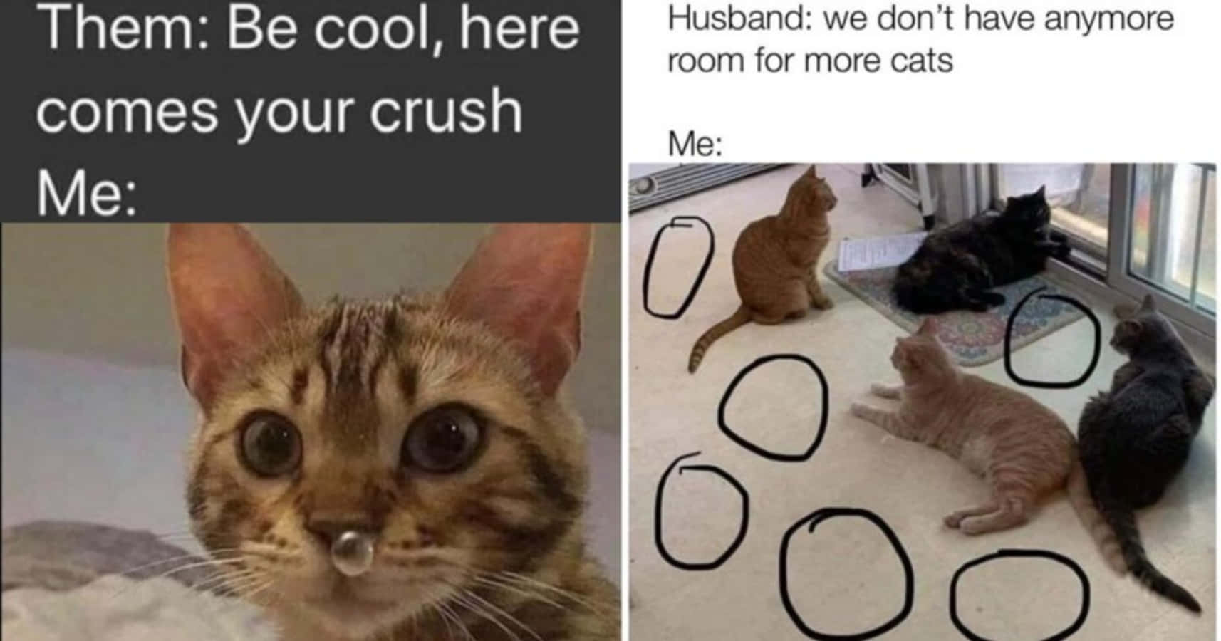 Cute Funny Cats Memes Picture