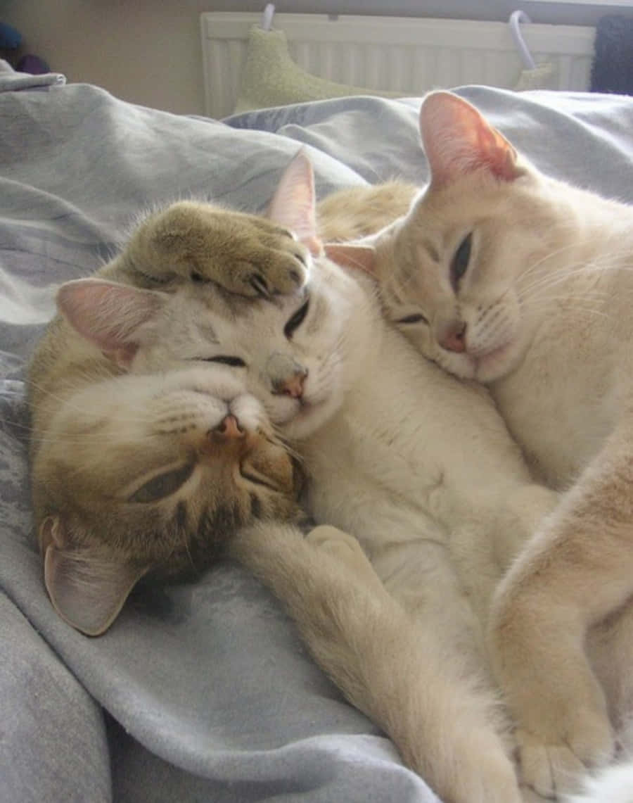 Funny White Cats Cuddling Picture