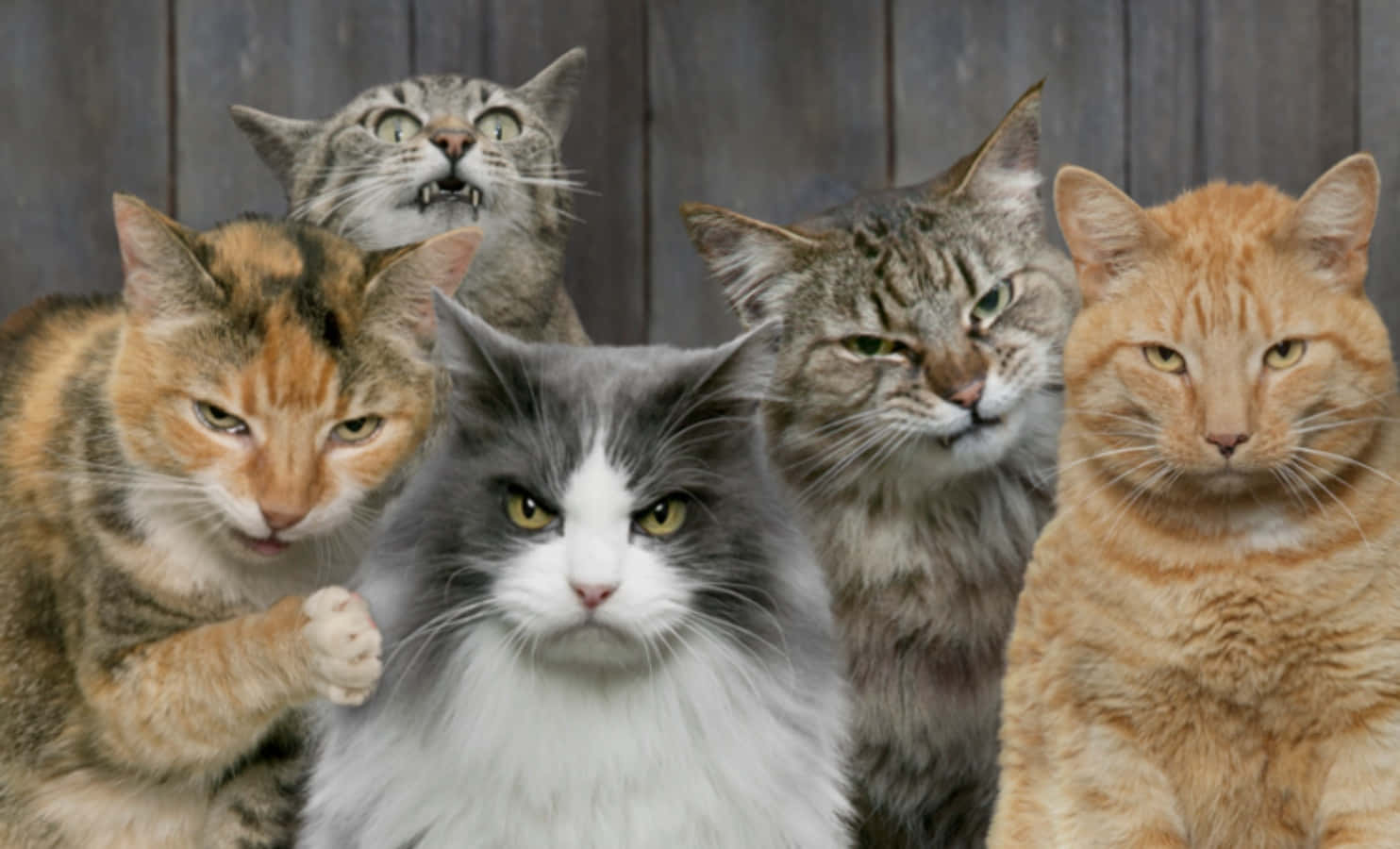 Funny Grumpy Fluffy Cats Picture