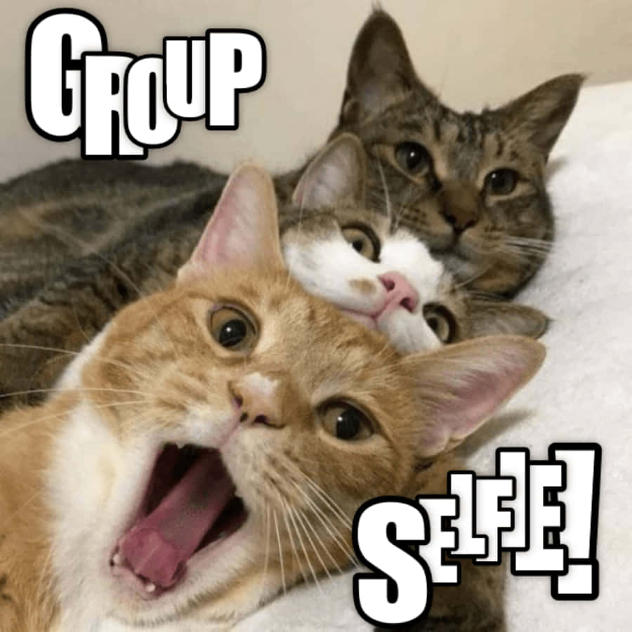 Imagendivertida De Un Grupo De Gatos Haciéndose Una Selfie