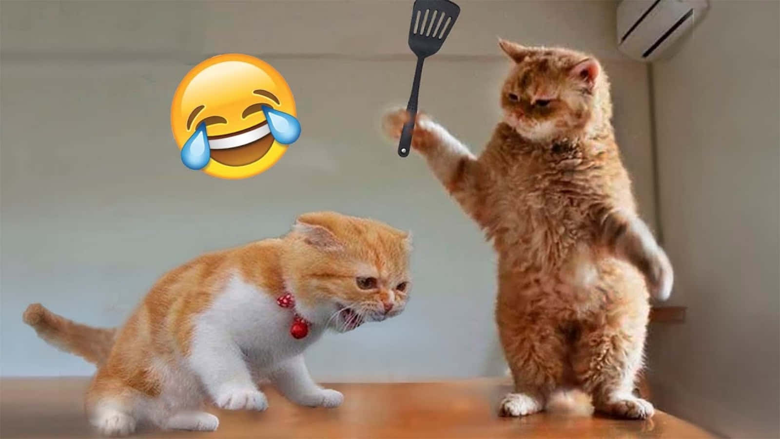 Funny Orange Cats Fighting Picture