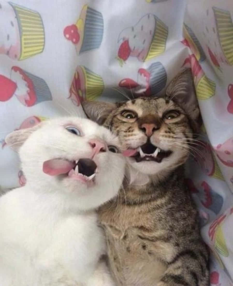 Cute Funny Cats Selfie Picture