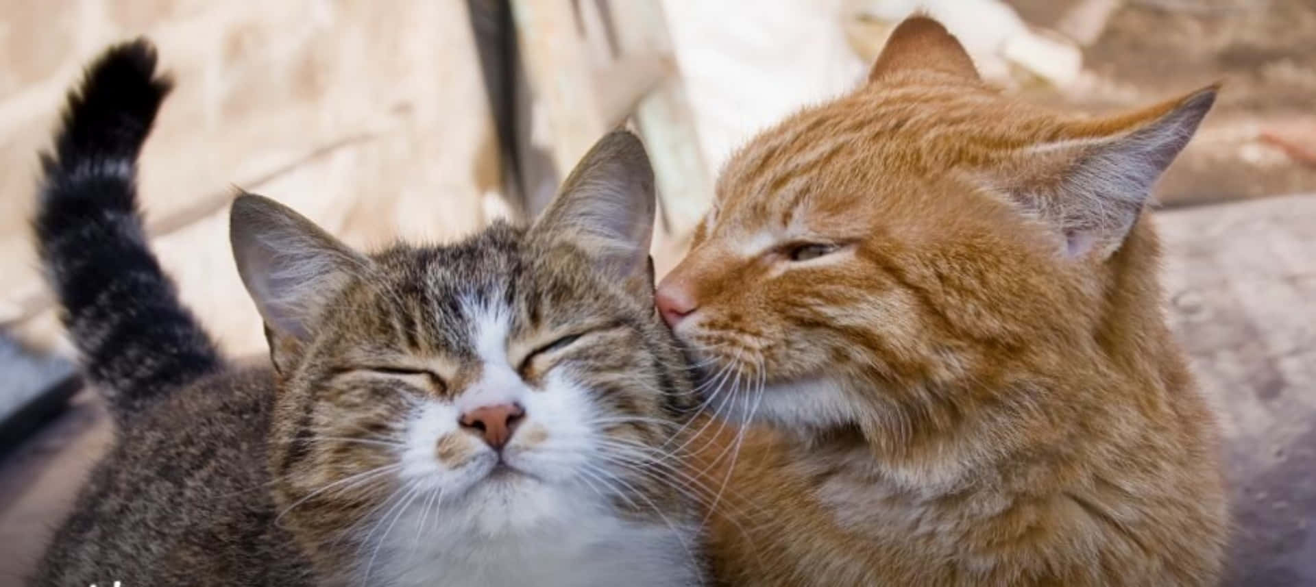 Funny Cute Cats Kiss Picture
