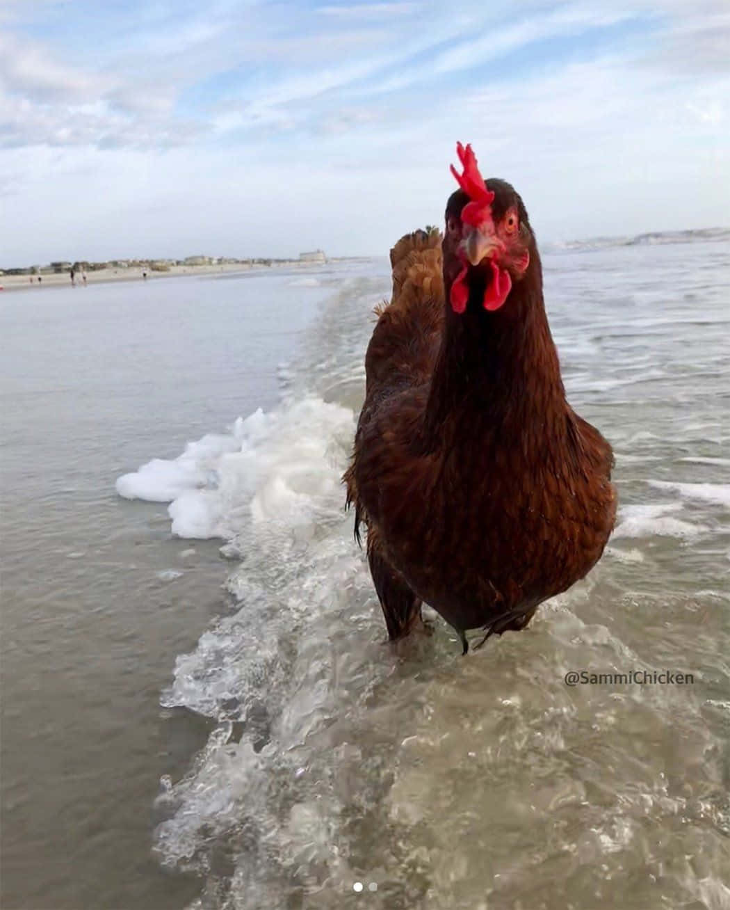 Funny Chicken Walking By The Beach Picture