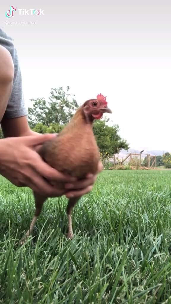 Werhätte Gedacht, Dass Hühner So Lustig Sein Können?
