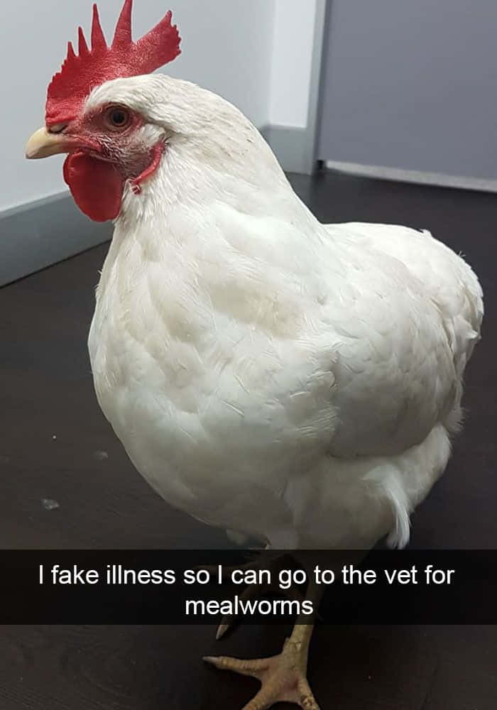 Funny Chicken Fake Illness Mealworms Picture
