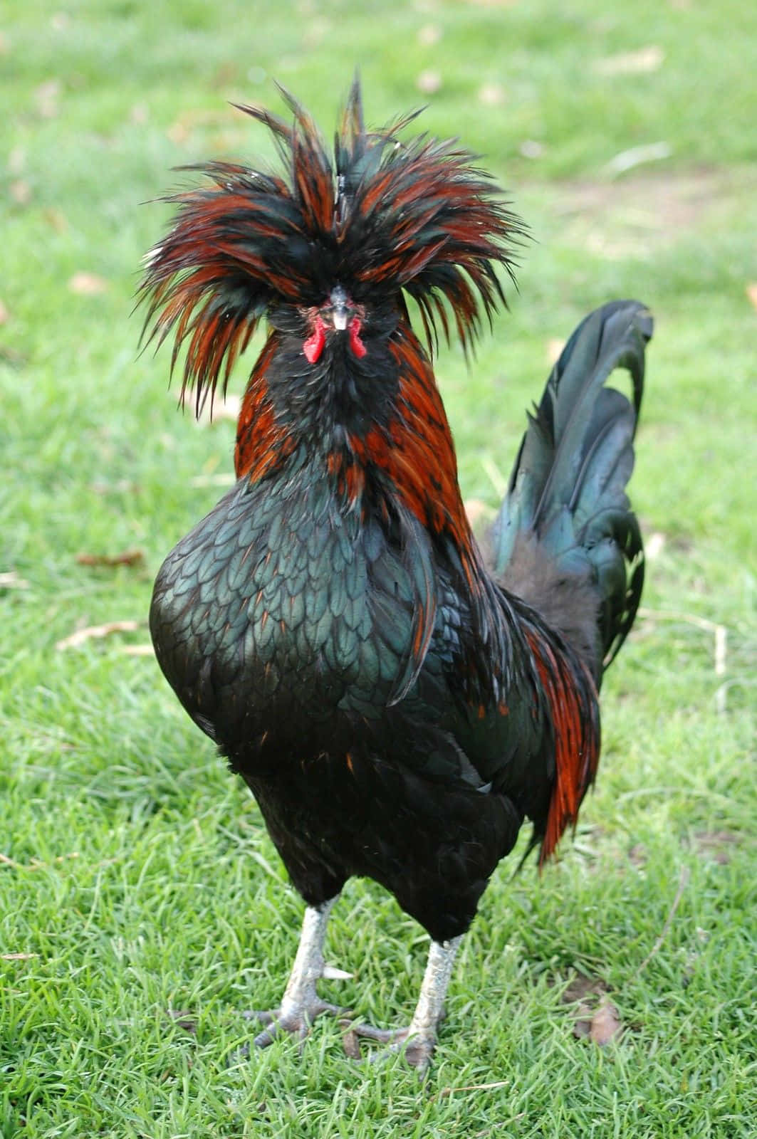 Funny Chicken Black Mohawk Feather Picture