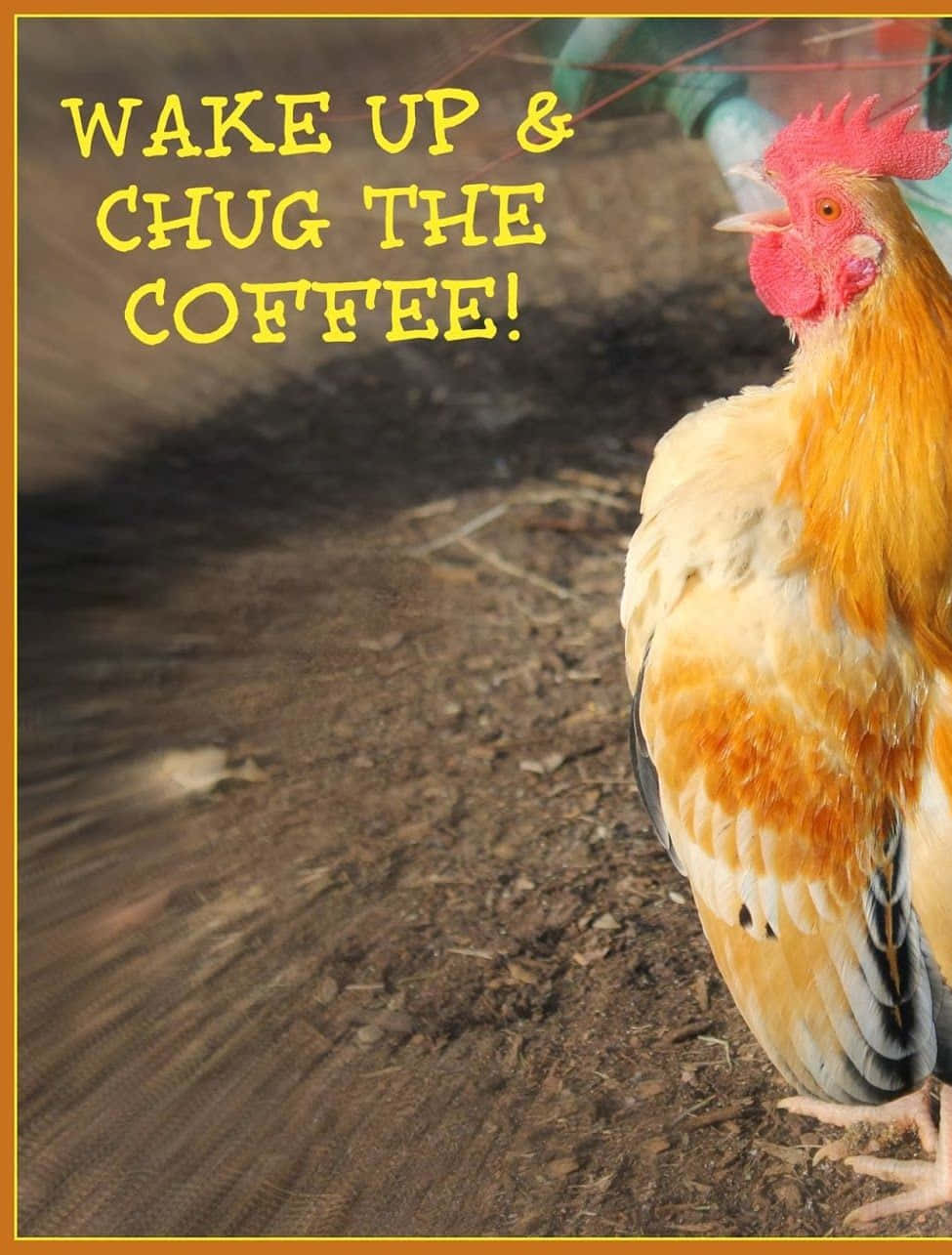 Funny Chicken Wake Up Chug Coffee Picture