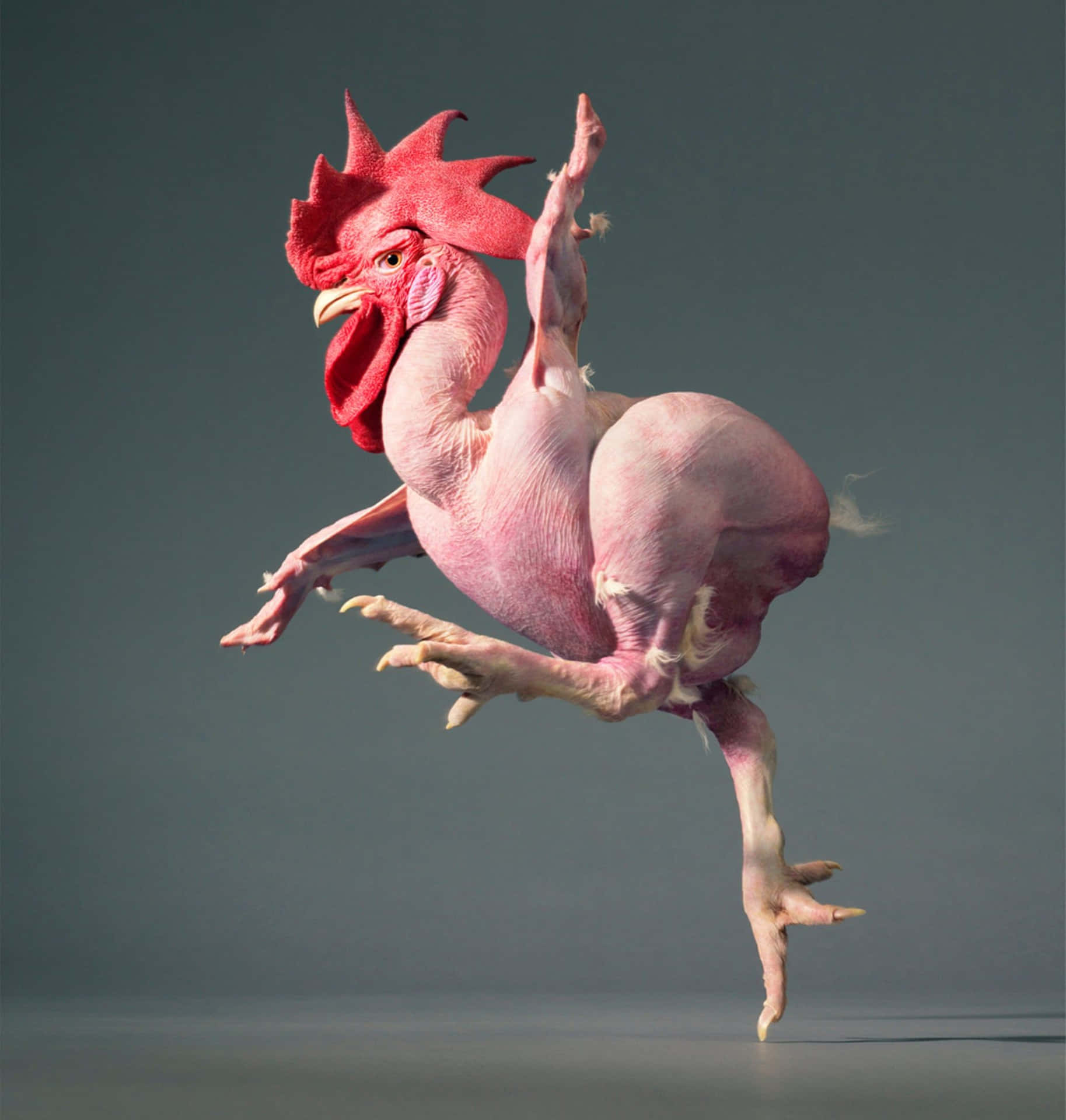 Funny Chicken Featherless Pink Skin Picture